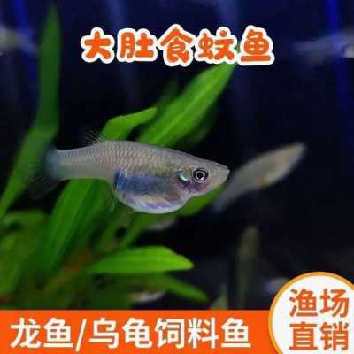 什么鱼吃蚊虫易养殖-什么鱼吃蚊虫