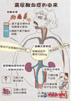  女性尿酸低是什么原因「女性尿酸低是什么原因引起的」