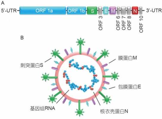 新型冠状病毒是什么病毒DNA还是rna-新型冠状病毒是什么病毒