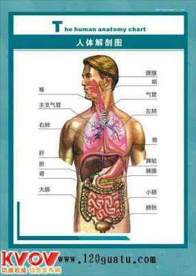 胃的作用和功能是什么（胃的作用和功能是什么百度百科）