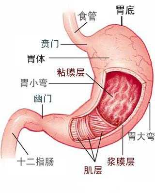 胃的作用和功能是什么（胃的作用和功能是什么百度百科）