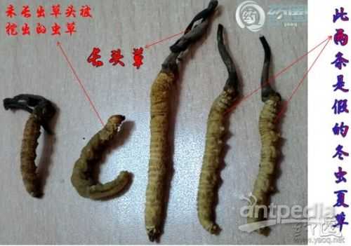 冬虫夏草属于什么类（冬虫夏草属于什么类生物）