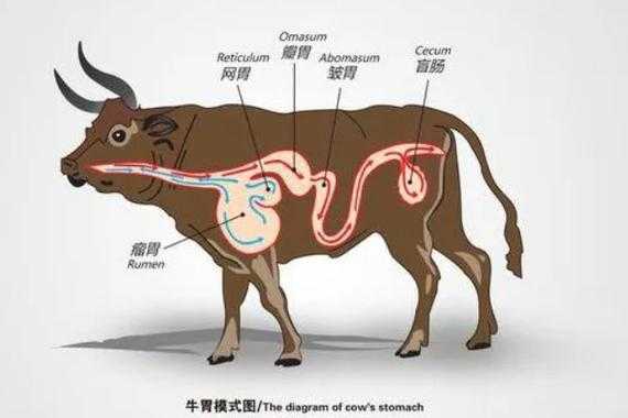 牛有几个胃 牛有几个胃分别叫什么