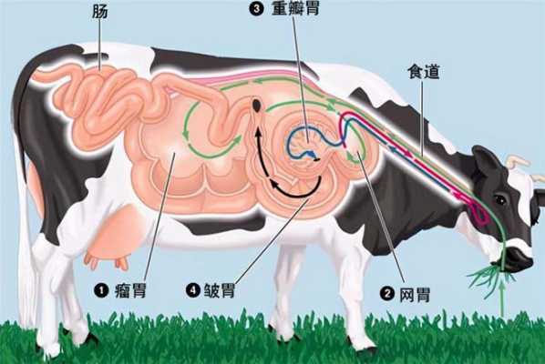 牛有几个胃 牛有几个胃分别叫什么