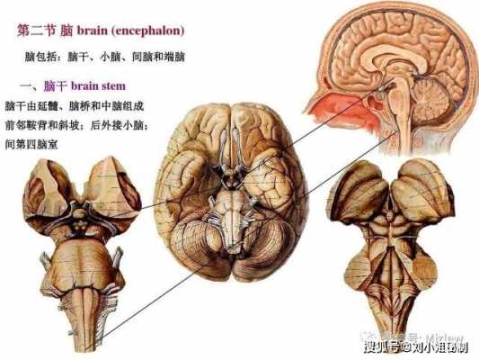 磁疗枕头对大脑有害 强磁对人体有什么危害