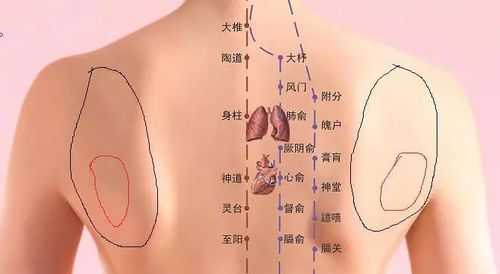 肩胛骨是什么_肩胛骨是什么反射区