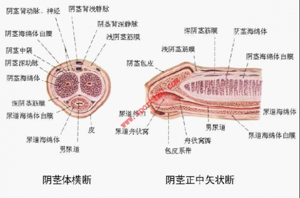 男人的那个东西怎么称呼-男人的生殖器叫什么