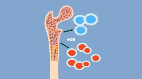  骨髓增生是什么病「骨髓增生异常综合症能治好吗」