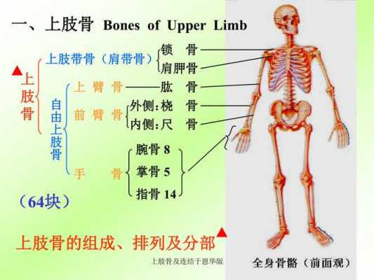 上肢带骨包括什么和什么骨