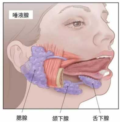 下巴下面是什么腺体-下巴下面是什么