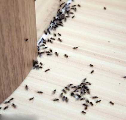 蚂蚁进屋十大预兆-家里有蚂蚁是什么征兆