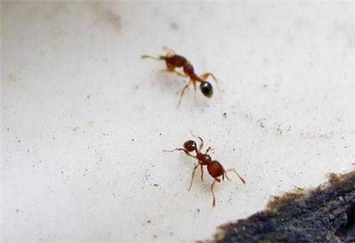 蚂蚁进屋十大预兆-家里有蚂蚁是什么征兆