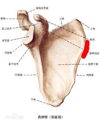 肩胛骨在什么位置图片女性 肩胛骨在什么位置