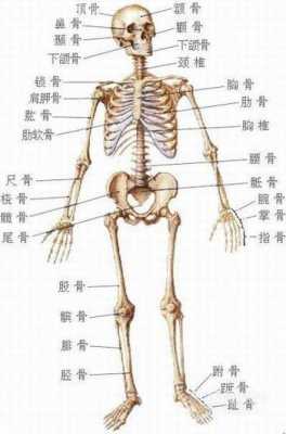 肩胛骨在什么位置图片女性 肩胛骨在什么位置