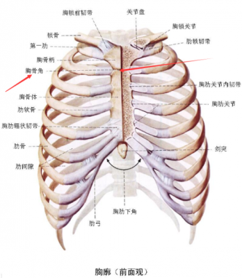 肋骨角在什么位置