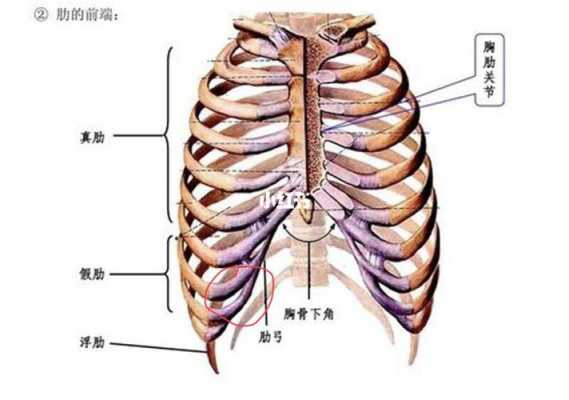 肋骨角在什么位置