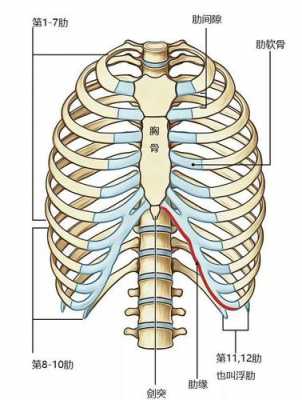 肋骨角在什么位置