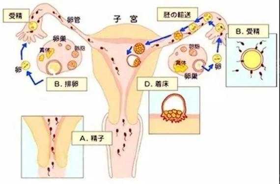  着床什么感觉「受精卵着床什么感觉」