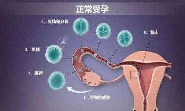  着床什么感觉「受精卵着床什么感觉」