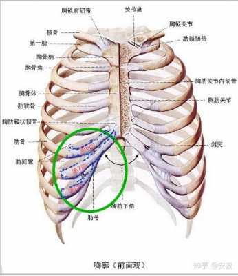 右边肋骨疼是什么原因（怀孕右边肋骨疼是什么原因）