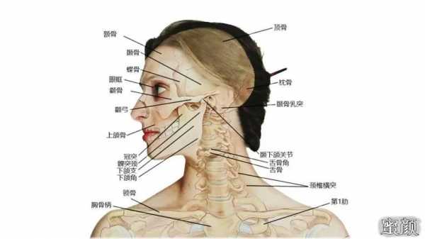 眼睛下面叫什么骨-眼睛下面叫什么