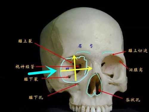 眼睛下面叫什么骨-眼睛下面叫什么