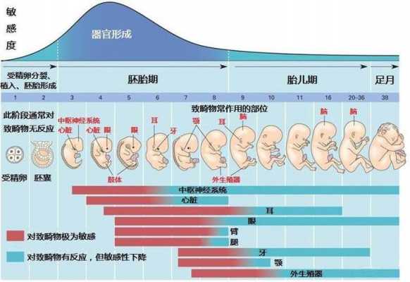 早孕胎儿停止发育是什么原因造成的