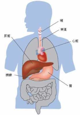 和胃理气是什么意思