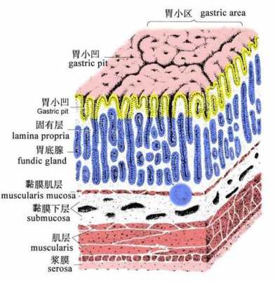 胃是什么组织构成的器官-胃是什么组织