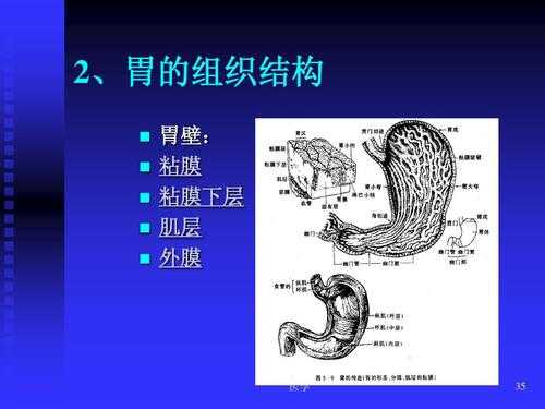 胃是什么组织构成的器官-胃是什么组织