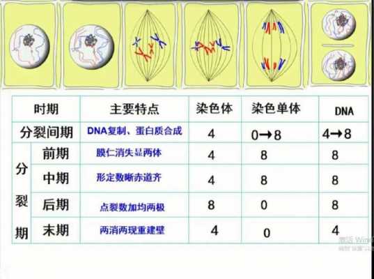 什么是有丝分裂的简单介绍