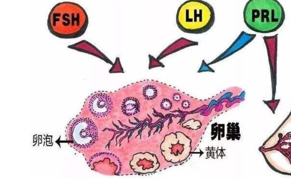 lh是什么意思（lion是什么意思）