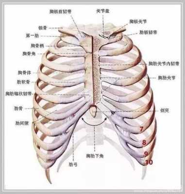 第九根肋骨在什么位置（肋骨1到十二图片）