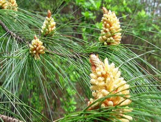 马尾松属于什么植物_马尾松是观赏植物还是经济植物