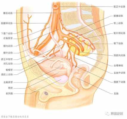 男性生殖器官什么时候停止发育,太短了怎么变长 