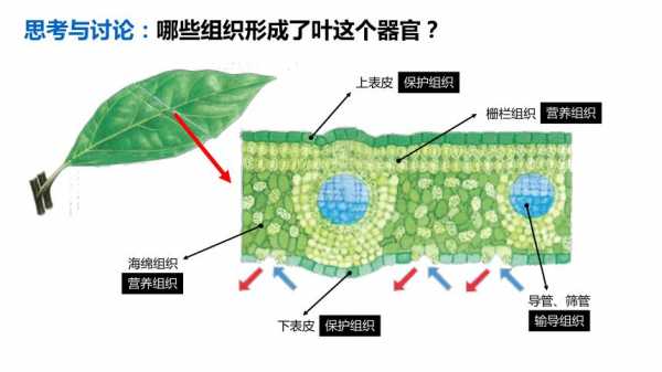 叶脉是什么组织和什么组织