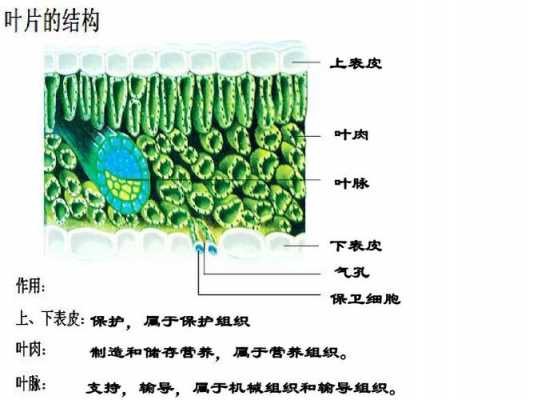 叶脉是什么组织和什么组织