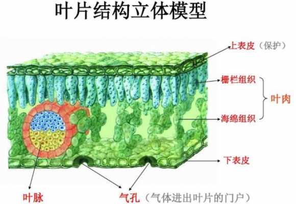 叶脉是什么组织和什么组织