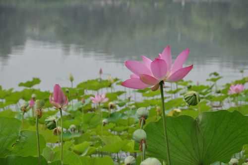  荷花什么季节开花「桃花什么季节开花」