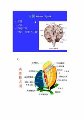 中枢神经系统由什么组成（中枢神经是哪个部位）