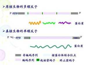 多顺反子的概念