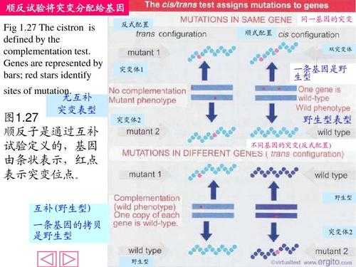 多顺反子的概念