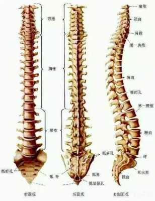 腰间盘在什么位置图解人体经络