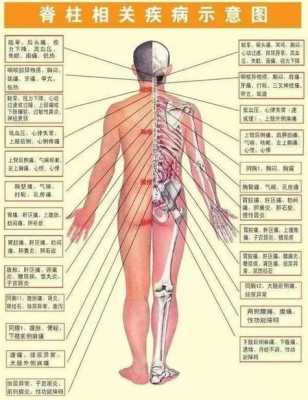 第十二胸椎在什么位置图-第十二胸椎在什么位置