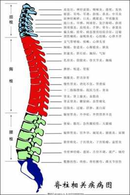 第十二胸椎在什么位置图-第十二胸椎在什么位置