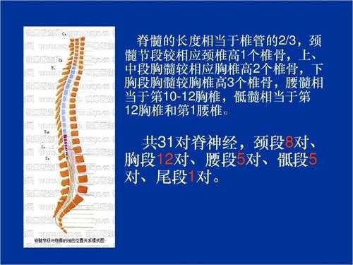 第十二胸椎在什么位置图-第十二胸椎在什么位置