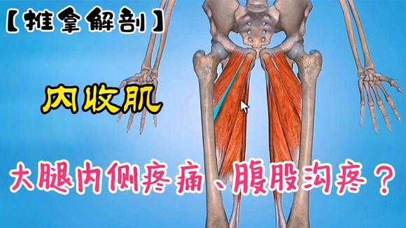 大腿内侧筋疼痛男性怎么办-大腿根部酸疼是什么原因