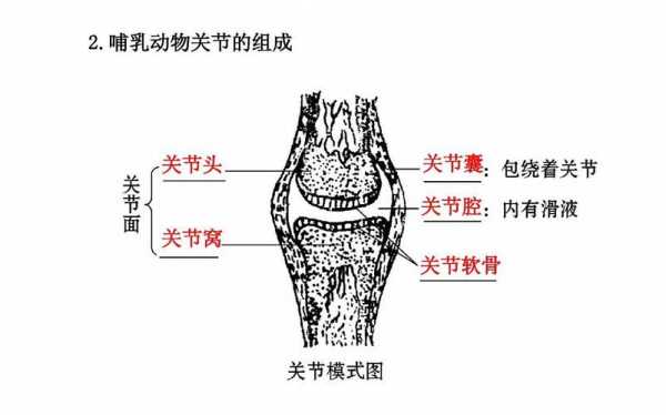 关节是由什么组成的（关节是由什么组成?）