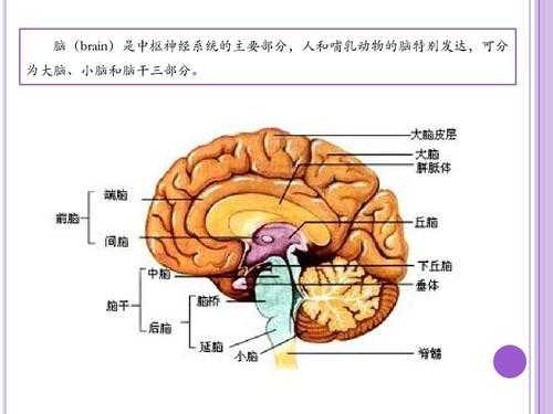 小脑是什么（小脑是什么反射的神经中枢）