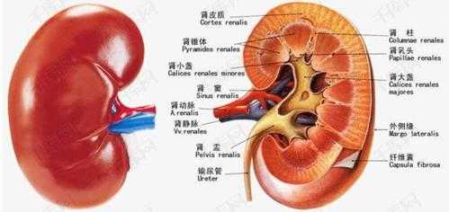 右肾肾盂分离什么意思_右肾肾盂分离什么意思胎儿